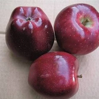 3 Yaş, Aşılı Elma Fidanı SCARLET SPUR, Torbada ürün görseli