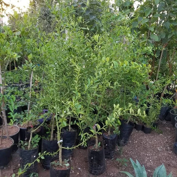 6 Yaş Aşılı Finger Lime Parmak Limon Fidanı, Torbada - 2