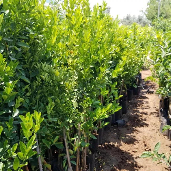 4 Yaş Aşılı Calamondin Süs Mandalinası Fidanı, Torbada - Resim 5