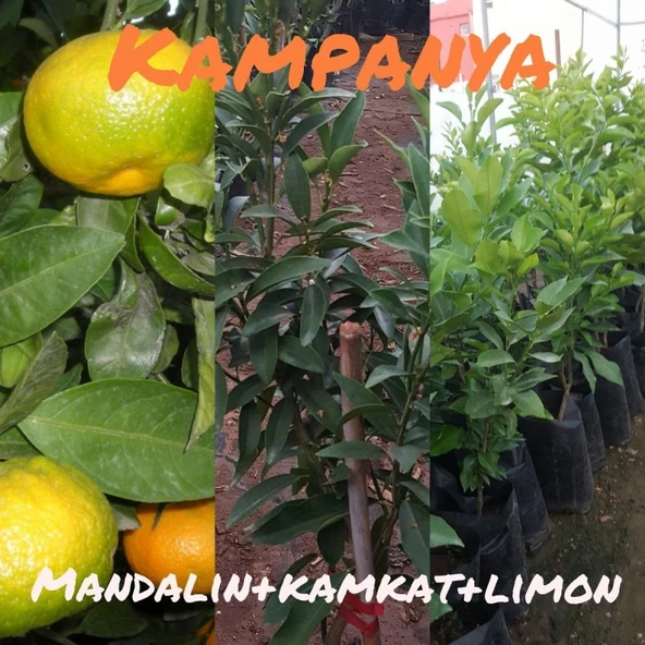 Aşılı Kamkat, Mandalina ve Yediveren Limonu Pakedi, Torbada - 2