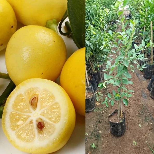 6 Yaş Aşılı Limequat-Süs Limonu Fidanı, Torbada - 2