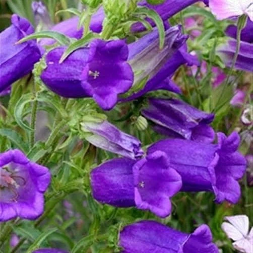 Çan Kadeh Çiçeği Tohumu 1 PAKET (100 adet) ürün görseli 1