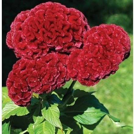 Horoz İbiği Çiçeği Tohumu 1 PAKET (100 adet) ürün görseli 1