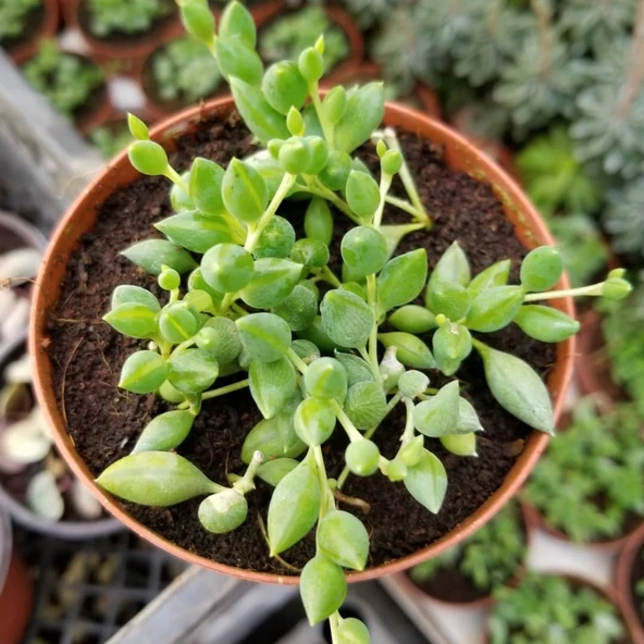 Söbe-Boncuk Çiçeği Sukulent,Senekio (Klenia Rowleyanus) 8 Cm Saksı - 1