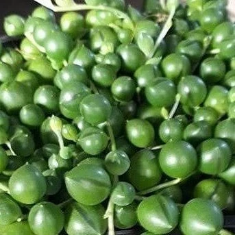 Tesbih-Boncuk Çiçeği Sukulent,Senekio (Klenia Rowleyanus) 8 lik Saksı - 1