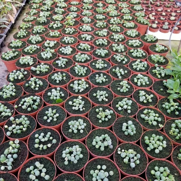 Tesbih-Boncuk Çiçeği Sukulent,Senekio (Klenia Rowleyanus) 8 lik Saksı - 3