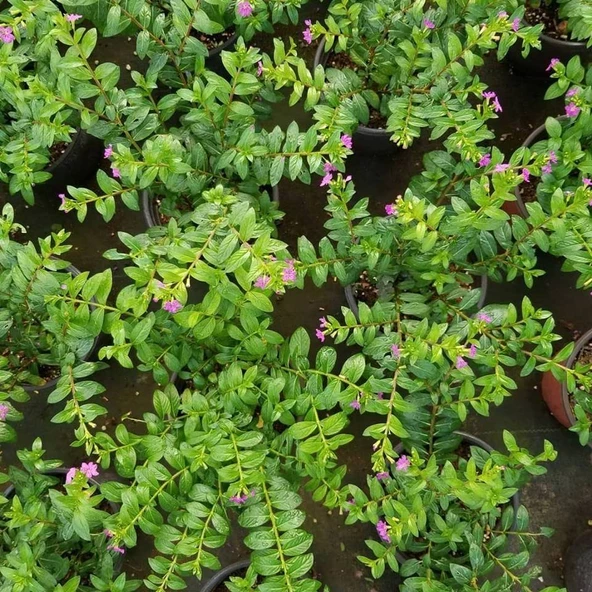 Kufeya Cennet Çiçeği (Mor Çiçekli Cuphea Hyssopifolia), Saksıda - Resim 3