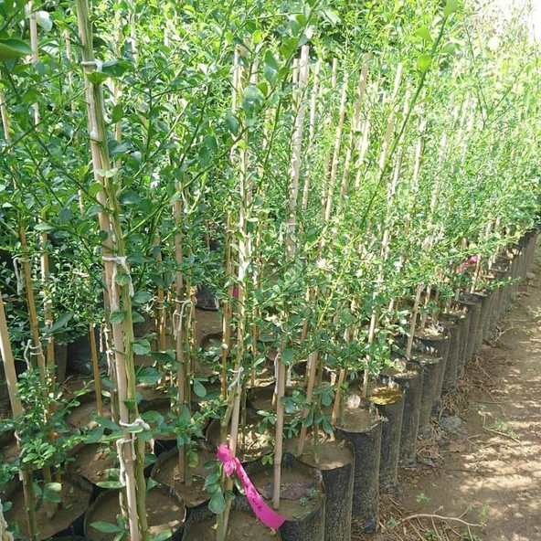 5 Yaş Aşılı Finger Lime SUNSHINE YELLOW, Torbada - Resim 2