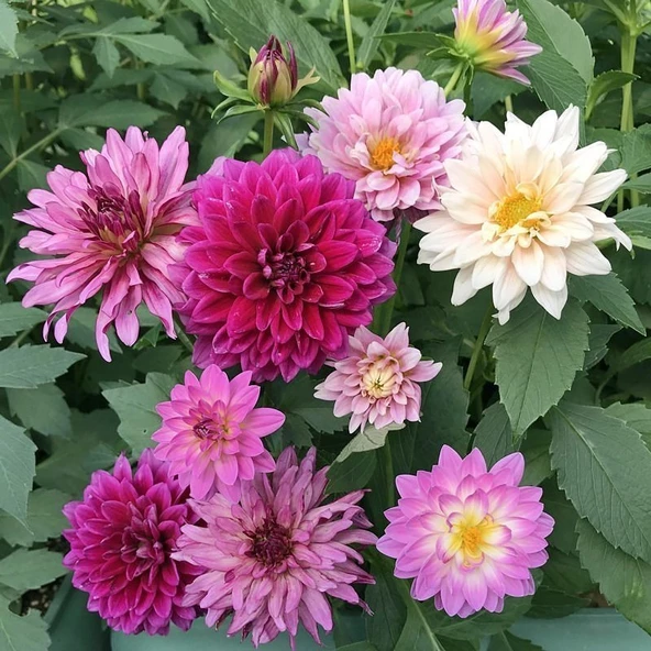 Yıldız Çiçeği Tohumu (1 Paket) ürün görseli