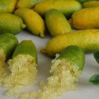 5 Yaş Aşılı Finger Lime SUNSHINE YELLOW, Torbada ürün görseli 1