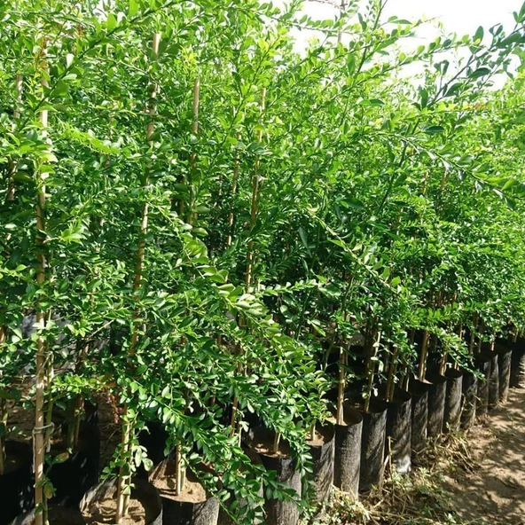 5 Yaş Aşılı Finger Lime BYRON SUNSHIRE, Torbada - 2
