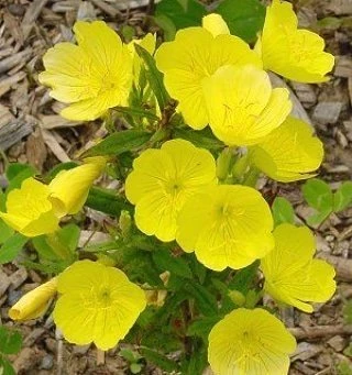 Sarı Ezan Çiçeği Tohumu 1 PAKET (100 adet) ürün görseli