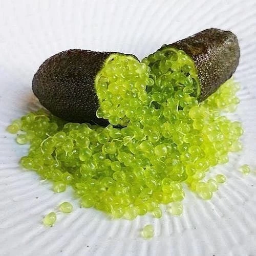 5 Yaş Aşılı Finger Lime COLLETTE, Torbada ürün görseli 1