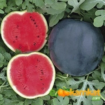 Siyah karpuz Tohumu 10 gr Paket - 1
