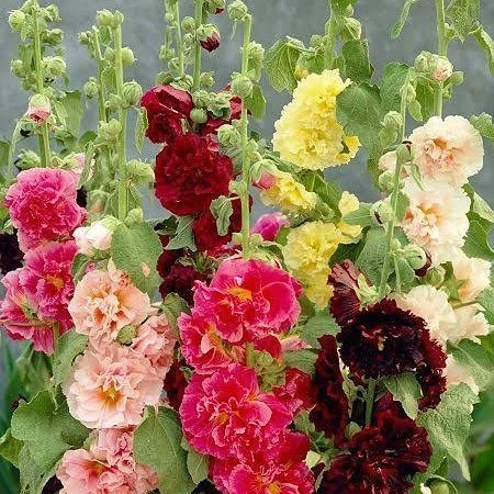 Hatim  Çiçeği Tohumu 1 PAKET (50 adet) ürün görseli