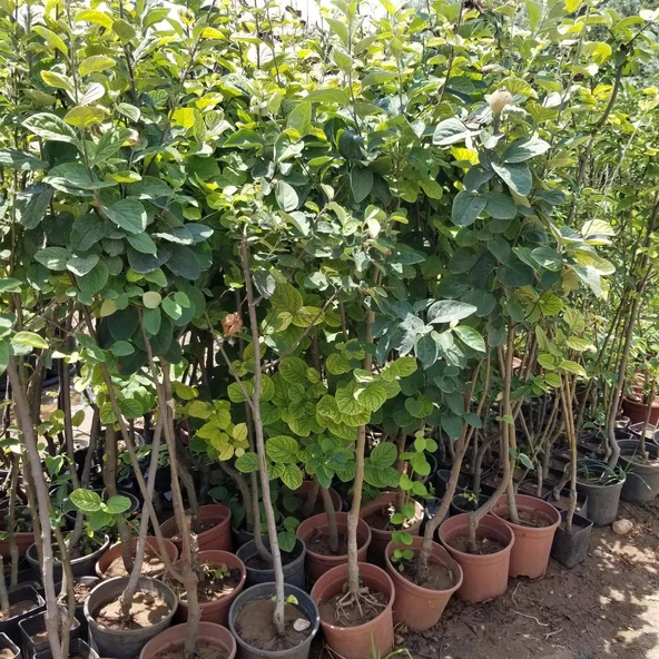 7 Yaş Aşılı Ekmek Ayva Fidanı , Saksıda - 2