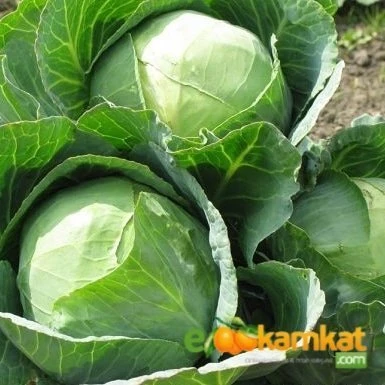 Beyaz Lahana Yalova 1 Tohumu Paket 25 gr Paket ürün görseli