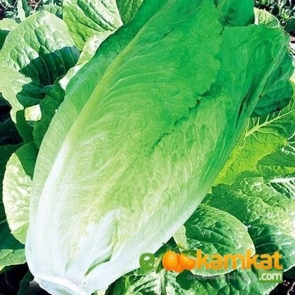 Marul Tohumu Yedikule Kışlık 10 gr Paket ürün görseli