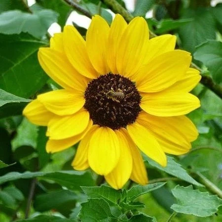 Süs Ayçiçeği Çiçek Tohumu 1 PAKET (50 Adet) ürün görseli