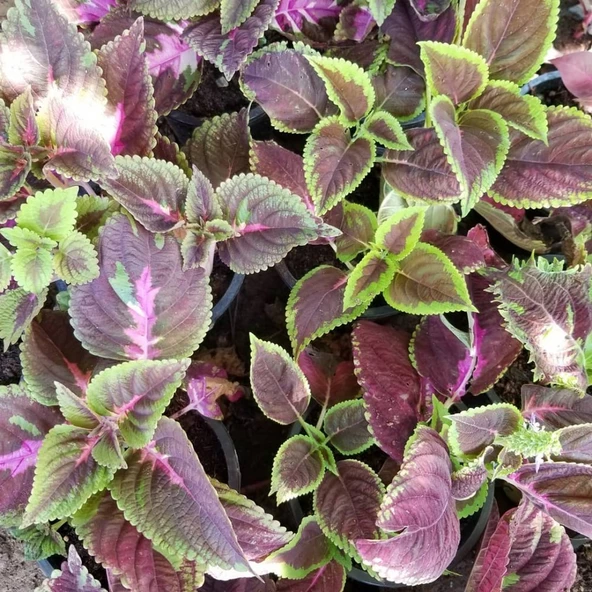 Alacalı Yaprak Güzeli Çiçeği, Saksıda ürün görseli