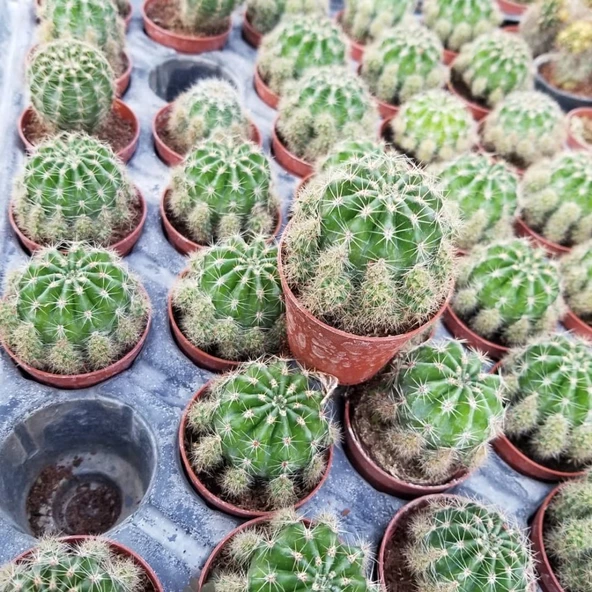 Top Kaktüs 5.5 cm Saksıda - Resim 2