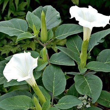 Gece Güzeli Datura stramonium Beyaz Renk Çiçek Tohumu 1 PAKET (15 Adet) - 1