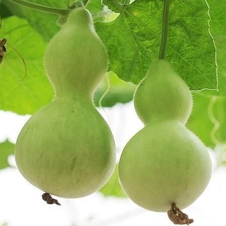 Su Kabağı Çiçek Tohumu Lagenaria Siceraria 1 PAKET (5 Adet) ürün görseli 1