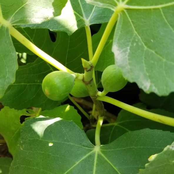 2 Yaş Bonsai Bodur İncir Fidanı, Saksıda