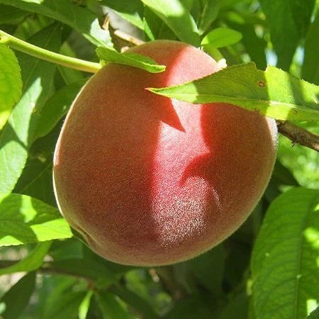 4 Yaş Aşılı Şeftali Fidanı SPRİNG LADY, Saksıda ürün görseli 1