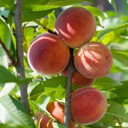 4 Yaş Aşılı Şeftali DIXIRED Fidanı, Saksıda - 1