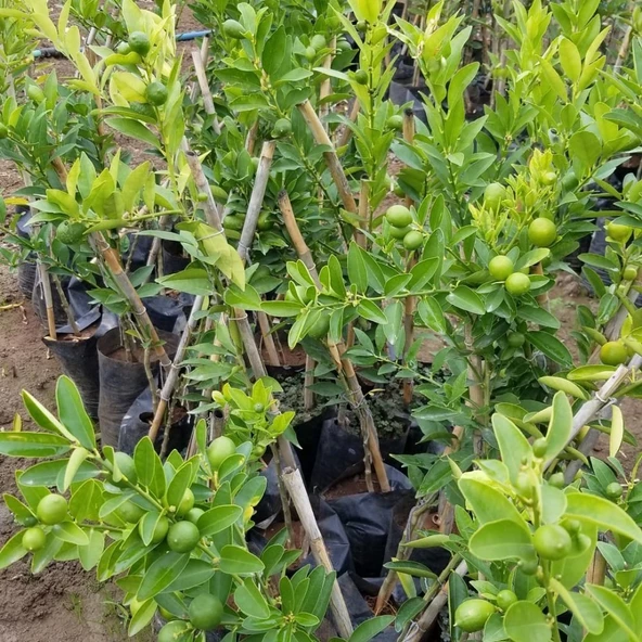 3 Yaş Aşılı Limonkamkat Tavaresquat  Fidanı, Torbada - 4