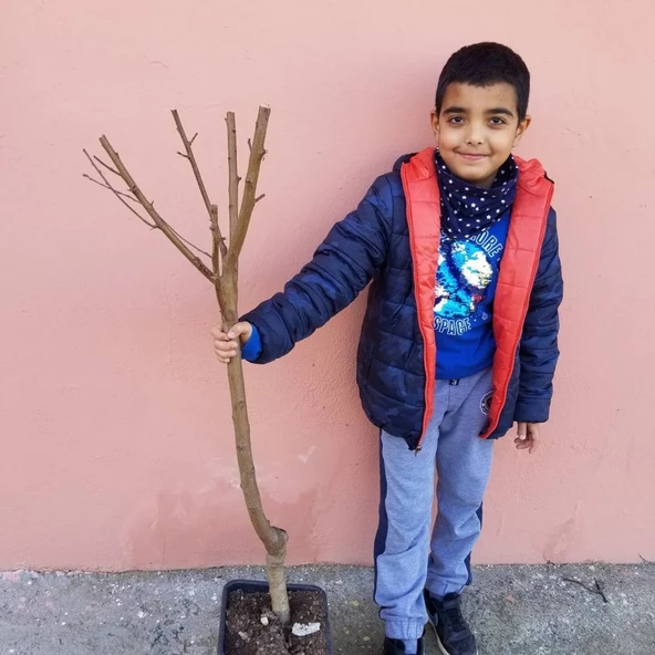 4 Yaş Aşılı Şeftali Fidanı SPRİNG GRASS, Saksıda - Resim 3