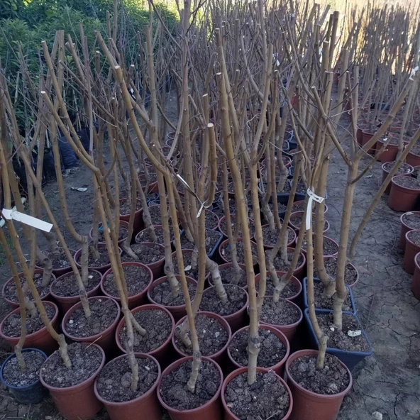 4 Yaş Aşılı Şeftali Fidanı SPRİNG GRASS, Saksıda - Resim 2