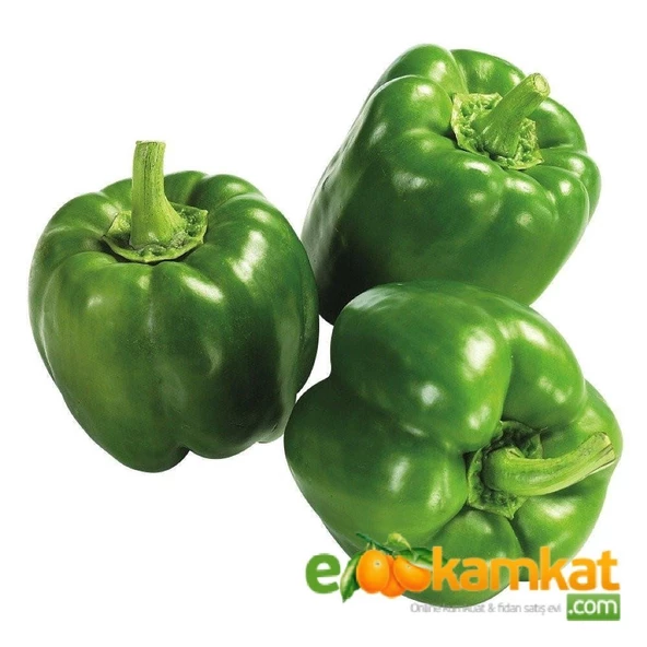 Antep Acı Dolma Biber Tohumu  25 gr Paket ürün görseli