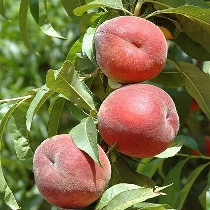 4 Yaş Aşılı Şeftali Fidanı RUBY RİCH, Saksıda - 1