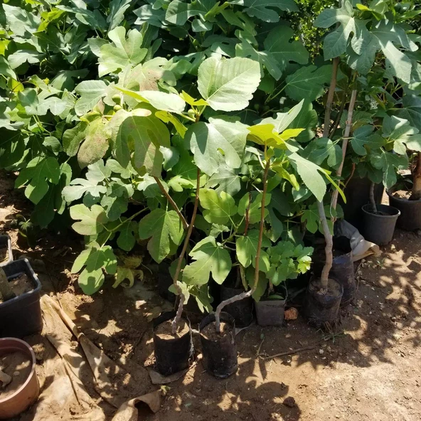 2 Yaş Bonsai Bodur İncir Fidanı, Saksıda - 2