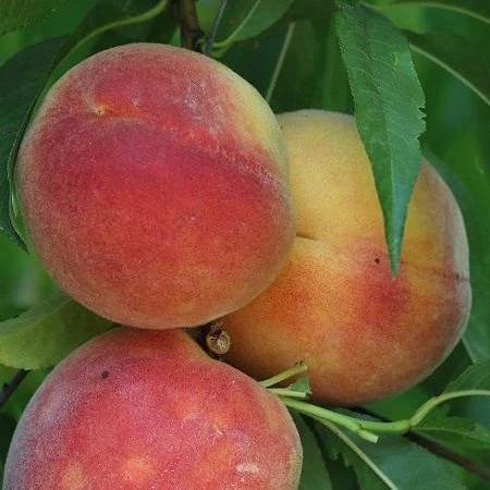 4 Yaş Aşılı Şeftali Fidanı HALE, Saksıda ürün görseli