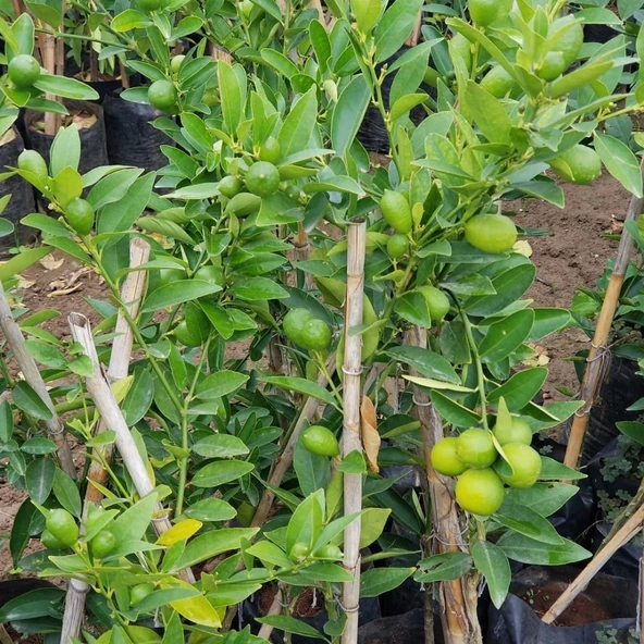 3 Yaş Aşılı Limonkamkat Tavaresquat  Fidanı, Torbada - 3