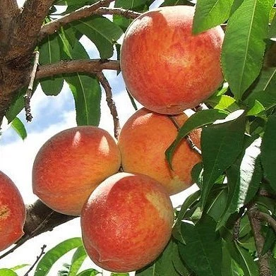 4 Yaş Aşılı Şeftali Fidanı Junegold ERKEN, Saksıda ürün görseli