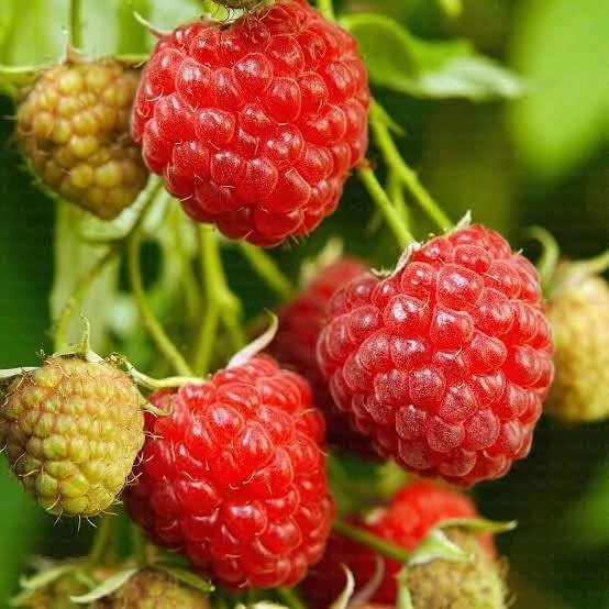 Autumn Bliss İTHAL İri Meyveli Ahududu, Torbada ürün görseli