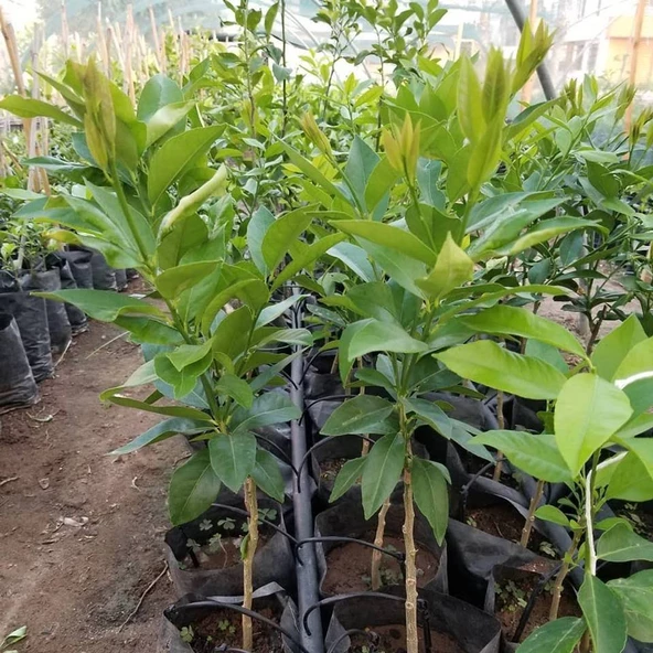 3 Yas Aşılı Bodur Yediveren Limon Fidanı, Torbada - 2