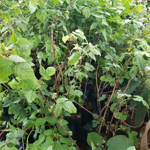 Rubus idaeus L. Yediveren Ahududu Fidanı, Torbada - Resim 2