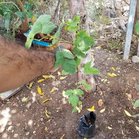 Fallgold Sarı Hollanda Ahududu Fidanı, Torbada - Resim 4