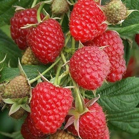 Ruby Kırmızı Ahududu Fidanı, Torbada ürün görseli 1