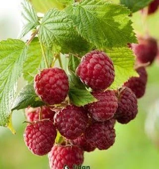 Rubus idaeus L. Yediveren Ahududu Fidanı, Torbada ürün görseli 1