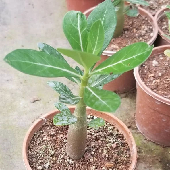Arabic Adenium Çöl Gülü Çiçeği Fidanı - 2
