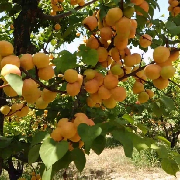 4 Yaş Aşılı Tyrinthe (Tirintine) Kayısı Fidanı, Saksıda ürün görseli