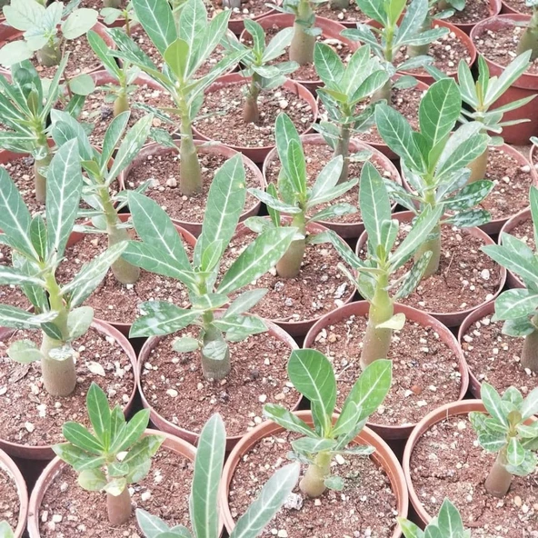Arabic Adenium Çöl Gülü Çiçeği Fidanı - 3