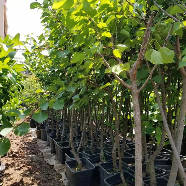 4 Yaş Aşılı Ninfa Erkenci Kayısı Fidanı, Saksıda - Resim 3