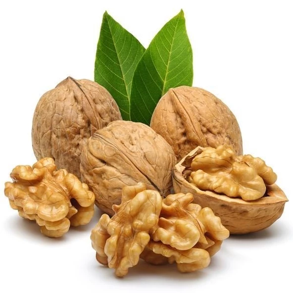 2 Yaş Aşılı Chandler Bodur Ceviz Fidanı, Torbada ürün görseli